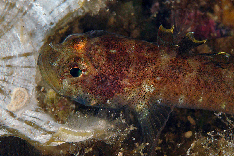 Coppia di gobidi (Zebrus zebrus)